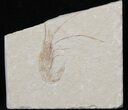 Cretaceous Fossil Shrimp Carpopenaeus - Lebanon #40460-1